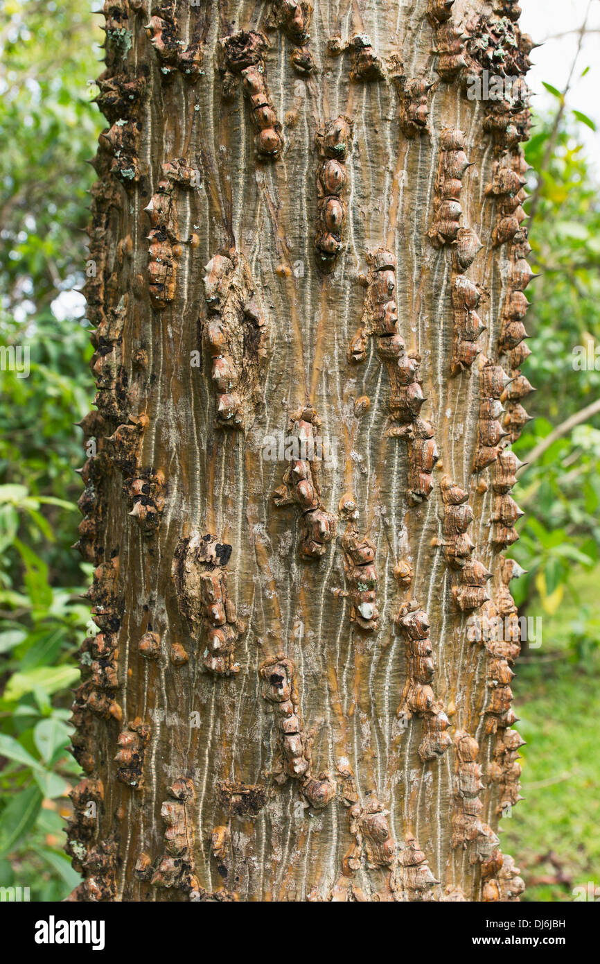 Einzigartige Baumrinde auf einem Baum im Hoomaluhia botanischen Garten; Oahu, Hawaii, Vereinigte Staaten von Amerika Stockfoto