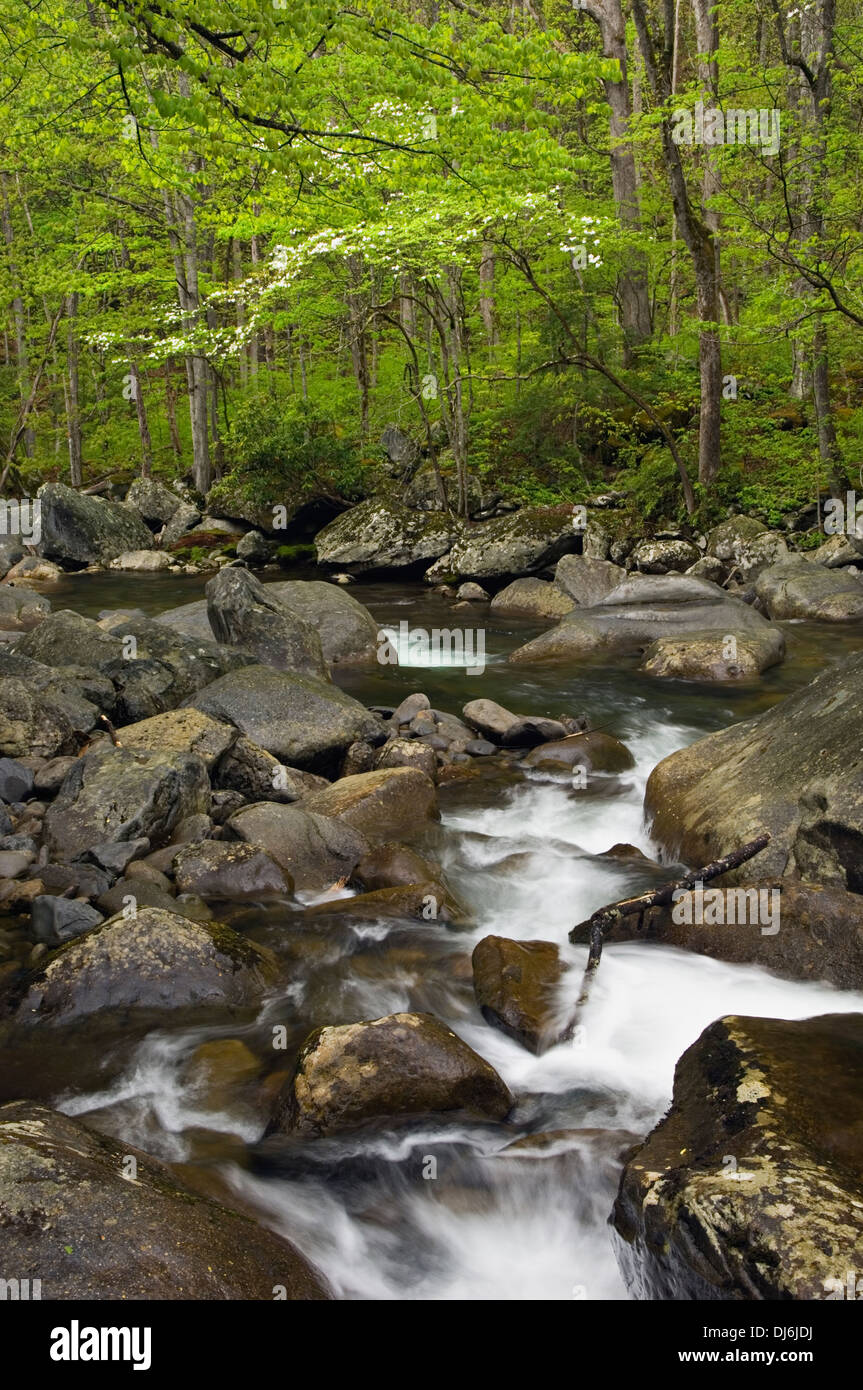 Mittlere Zinke des Little Pigeon River im Nationalpark Great Smoky Mountains in Tennessee Stockfoto