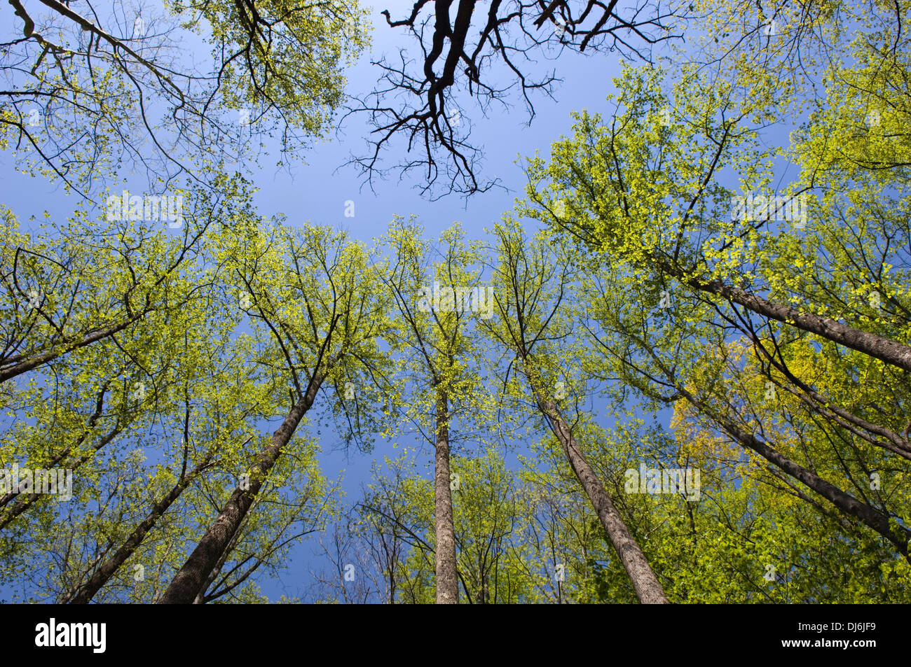 Neuer Frühling Blätter auf den Bäumen entlang der Porter Creek Trail im Nationalpark Great Smoky Mountains in Tennessee Stockfoto