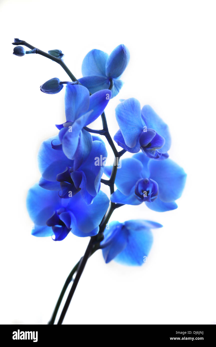 Royal Blue Orchid Stockfoto