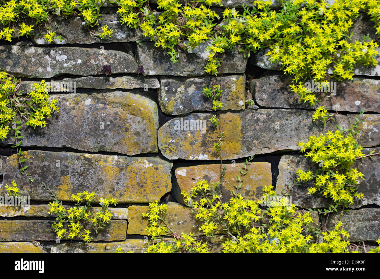 Trockenmauer bedeckt Sedum im Frühjahr Mill State Park in Indiana Stockfoto