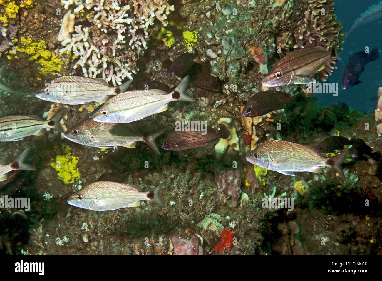 Eine Schule der Fische versammeln sich auf einem alten Schiffswrack Stockfoto