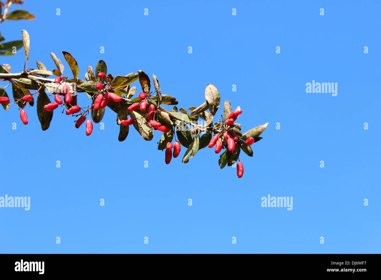 Berberitzen, Beeren, frische, Frucht, Blätter, Natural, Natur, Pflanzen, Landschaft, Samen, Baum, Bäume, Ansicht, gelb, Wild, Busch, Strauch, Stockfoto