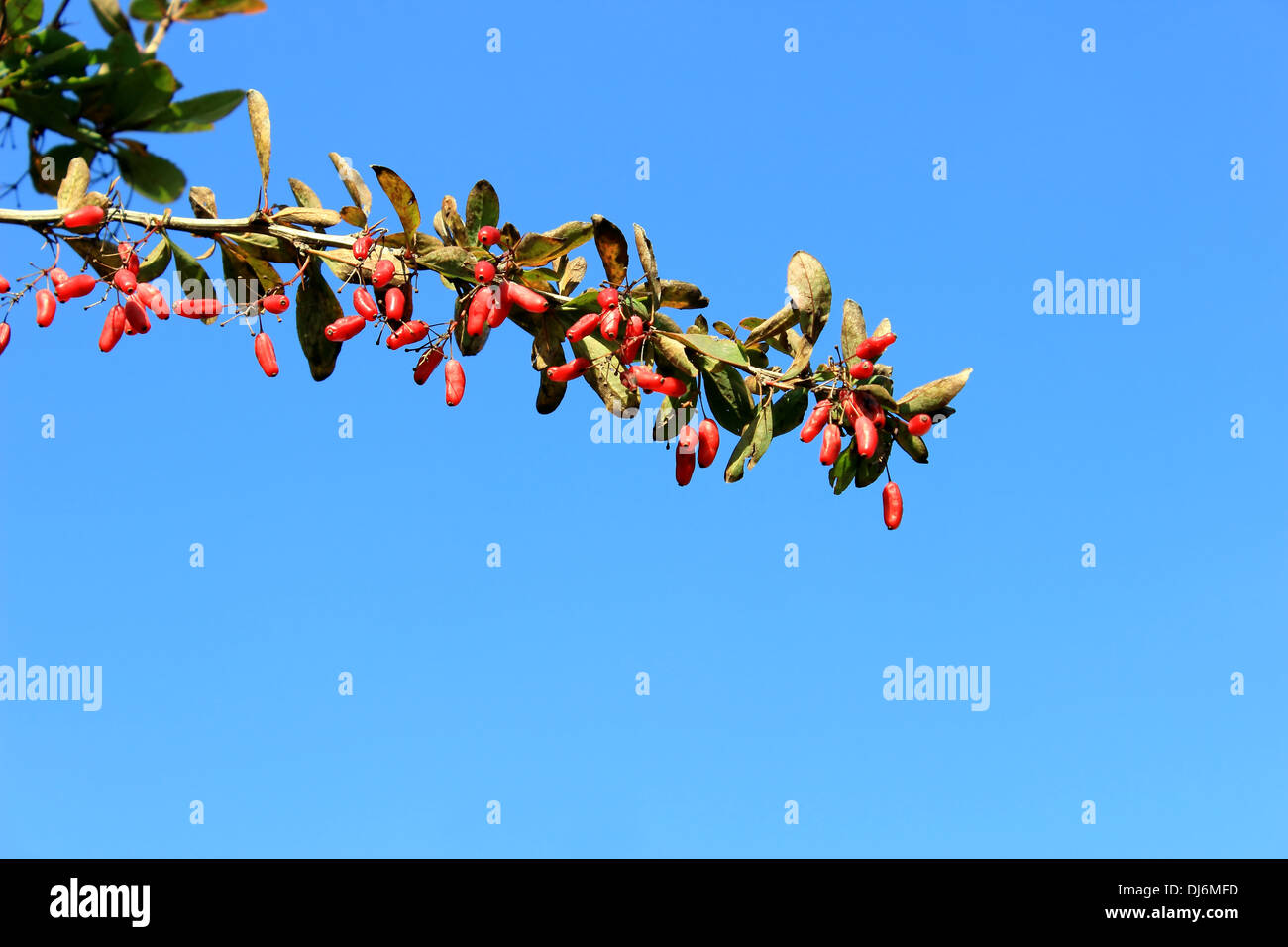 Berberitzen, Beeren, frische, Frucht, Blätter, Natural, Natur, Pflanzen, Landschaft, Samen, Baum, Bäume, Ansicht, gelb, Wild, Busch, Strauch, Stockfoto