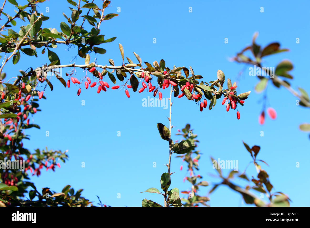 Berberitzen, Beeren, frische, Frucht, Blätter, Natural, Natur, Pflanzen, Landschaft, Samen, Baum, Bäume, Ansicht, gelb, Wild, Busch, Strauch, Stockfoto