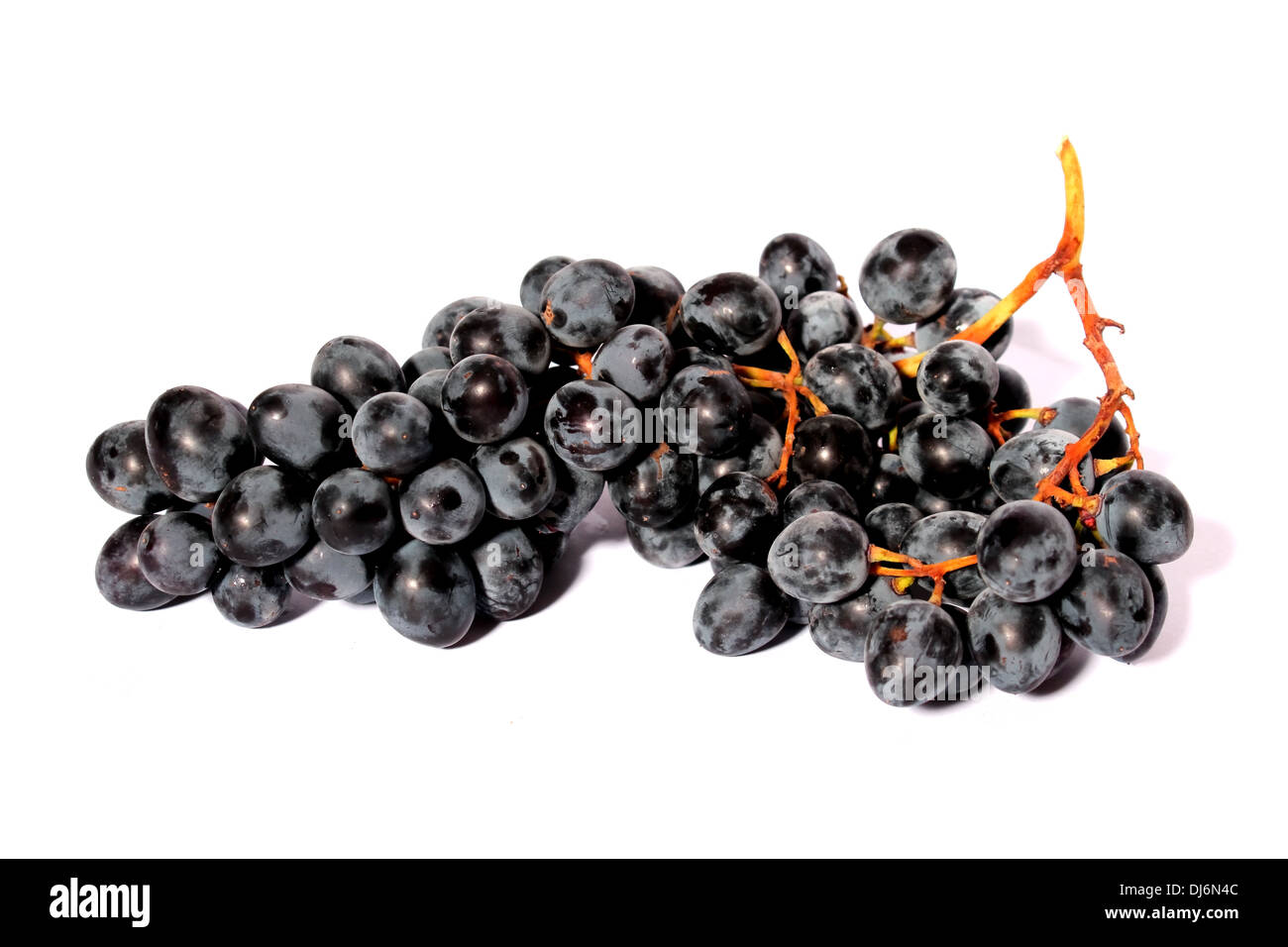 Гроздь синего винограда, фрукт, Cluster von dunkel blaue Trauben, Obst Stockfoto