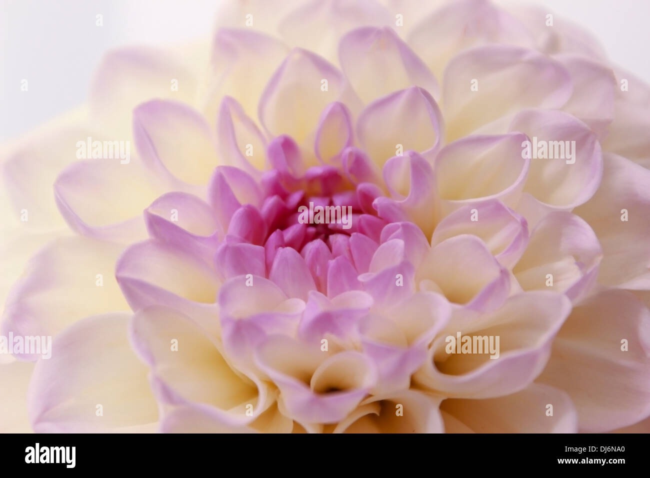 Dahlie, Dahlien, Blumen Stockfoto