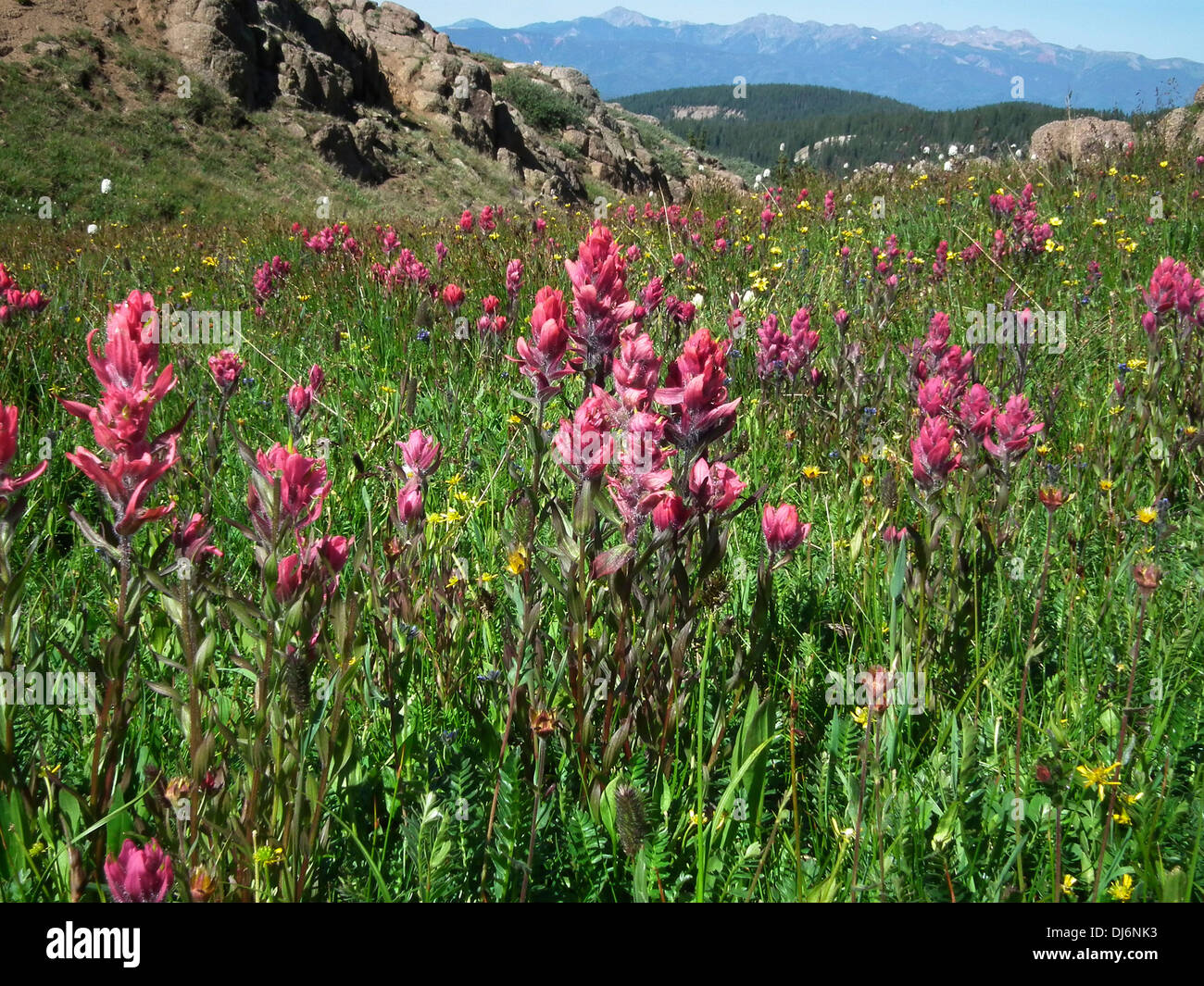 Rosig Paintbrush Castilleja Rhexifolia Weminuche Wilderness Colorado USA Stockfoto