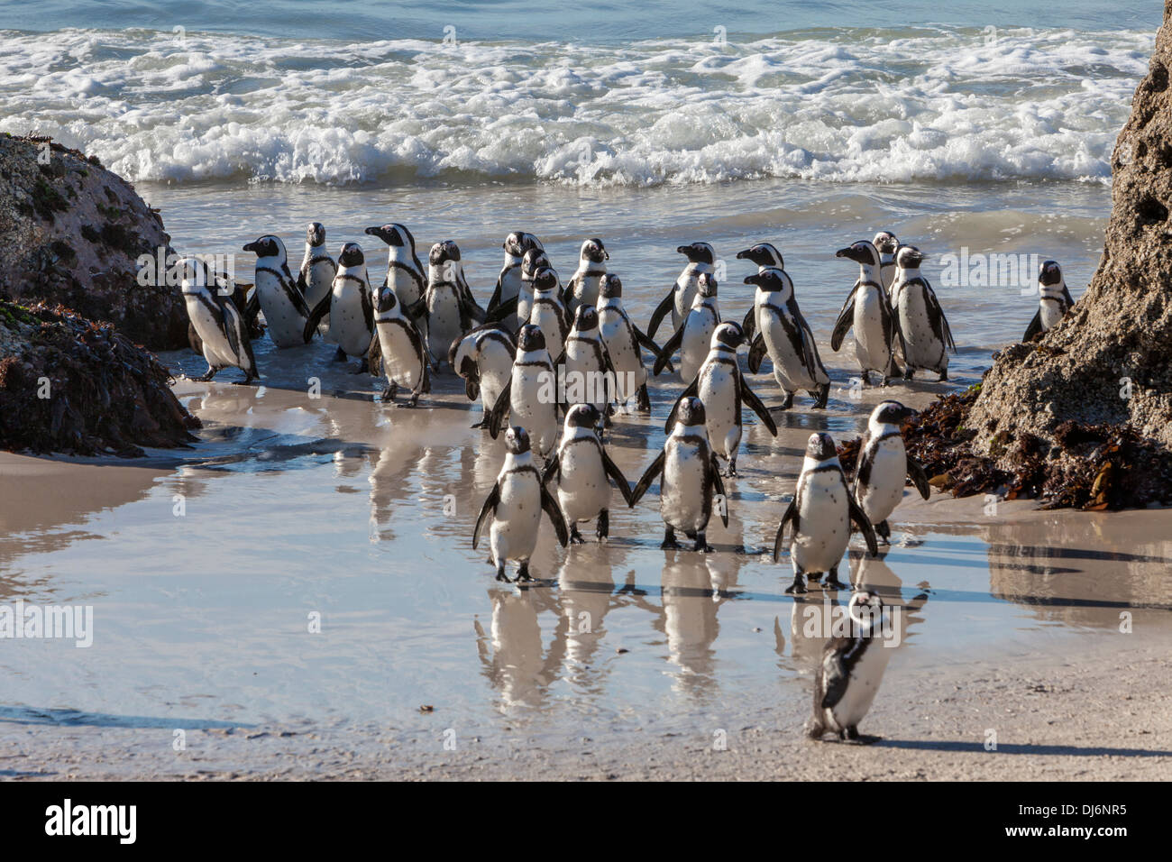 Südafrika. Afrikanische Pinguine am Boulders Beach in der Nähe von Simons Town, Western Cape Provinz. Stockfoto