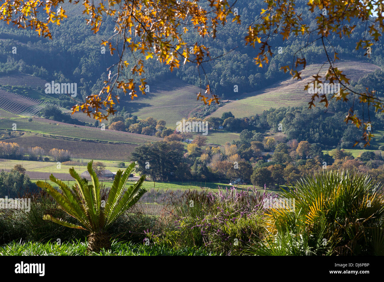 Südafrika, Herbst-Landschaft in der Nähe von Stellenbosch. Stockfoto