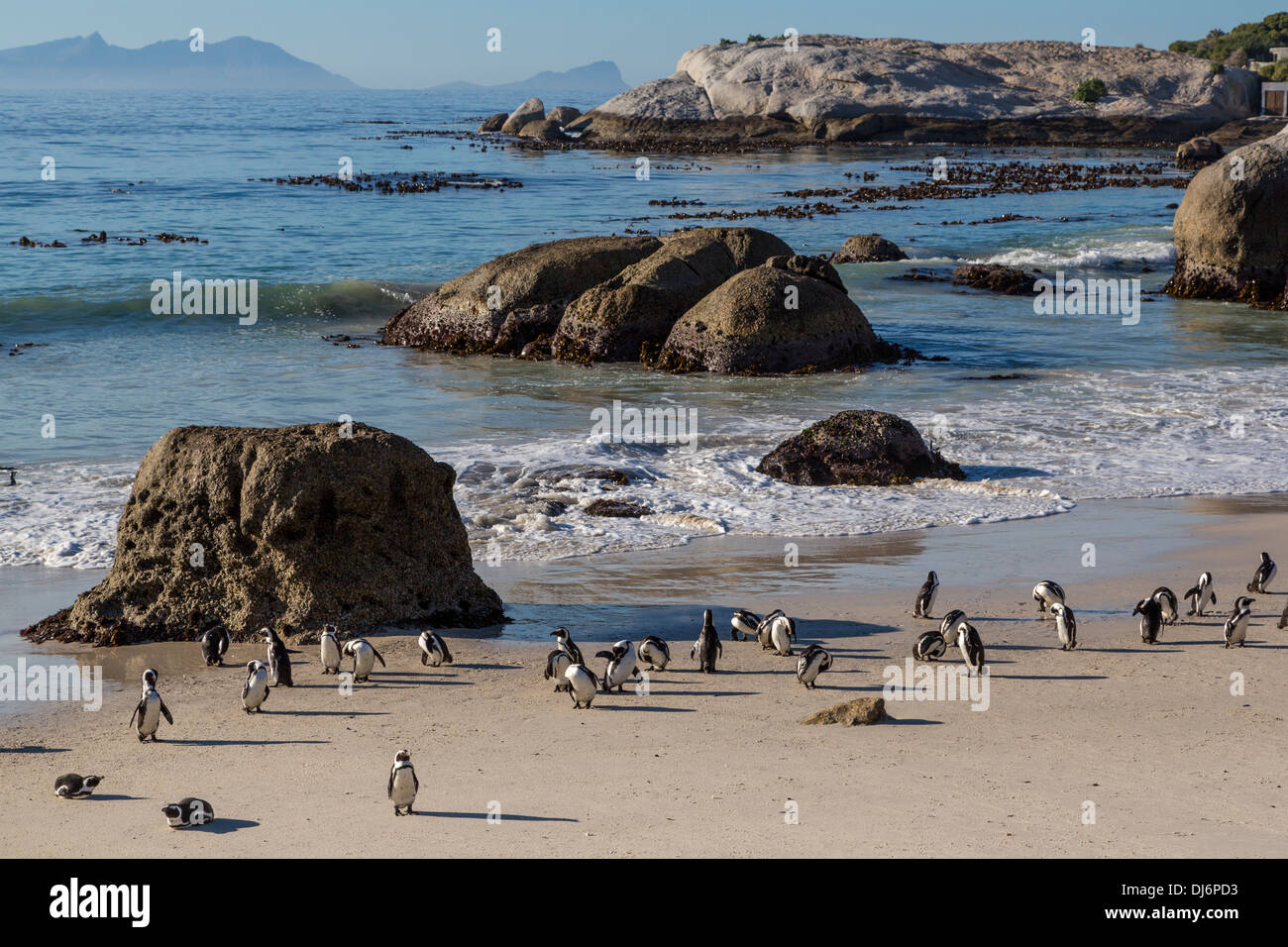 Südafrika. Afrikanische Pinguine am Boulders Beach in der Nähe von Simons Town, Western Cape Provinz. Stockfoto