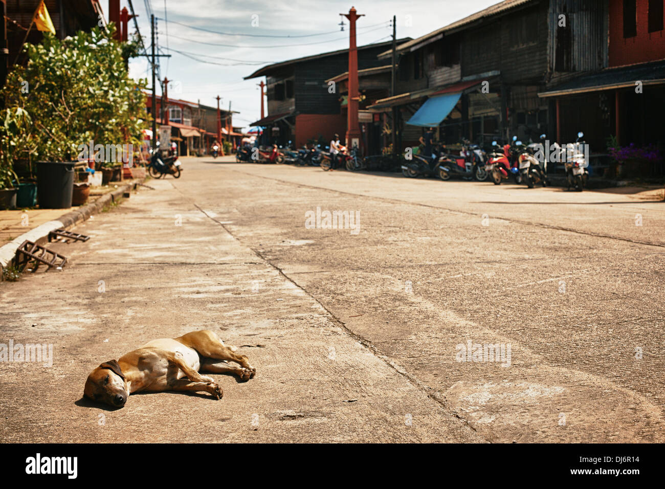 Hund auf Straßen der Insel Koh Lanta in Thailand Stockfoto