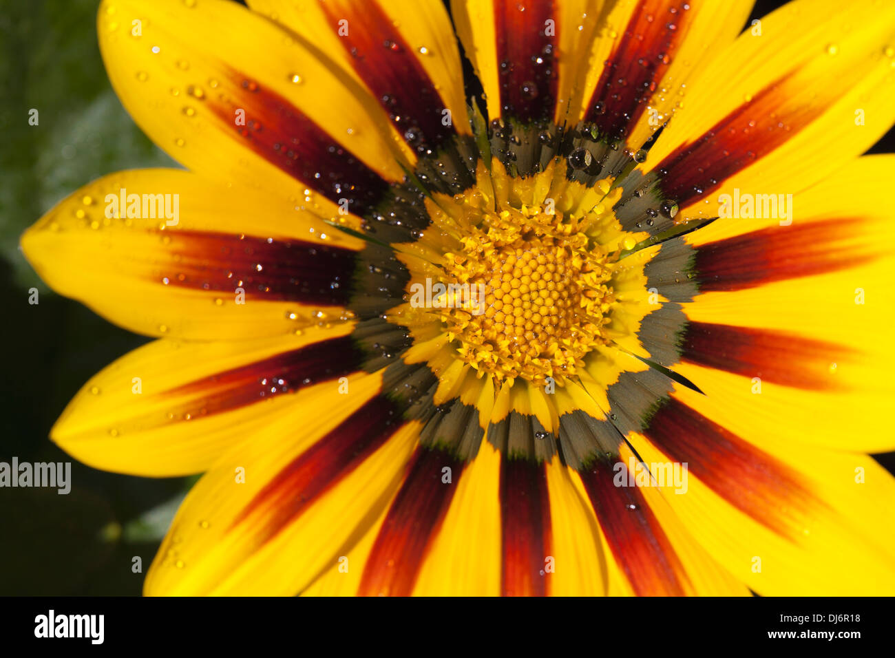 Nahaufnahme einer gelben und orangefarbenen Gazanien Blume mit Tropfen Regen; Calgary, Alberta, Kanada Stockfoto