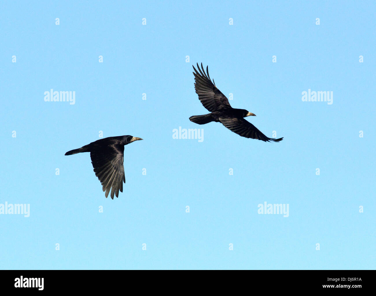 Rook Corvus frugilegus Stockfoto