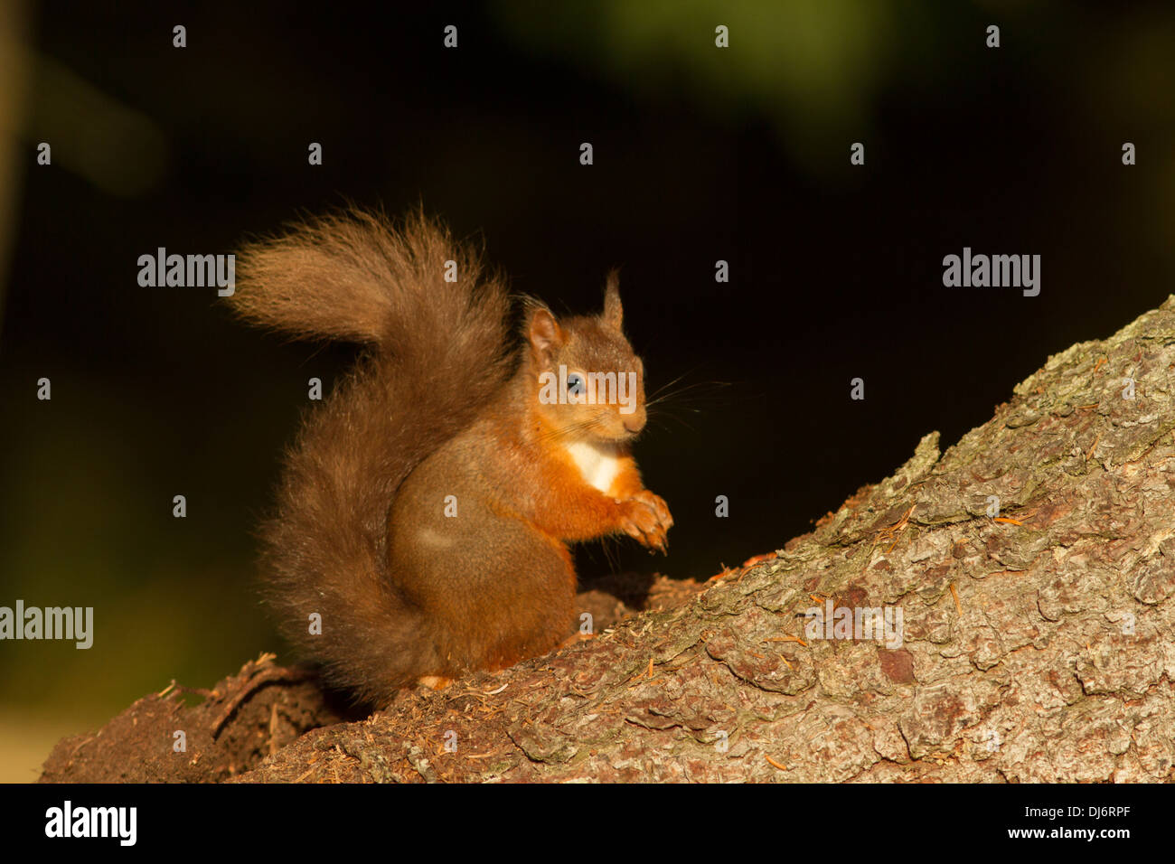 Eichhörnchen auf Futtersuche am Waldrand. Black Isle, Highland. Schottland. UK Stockfoto