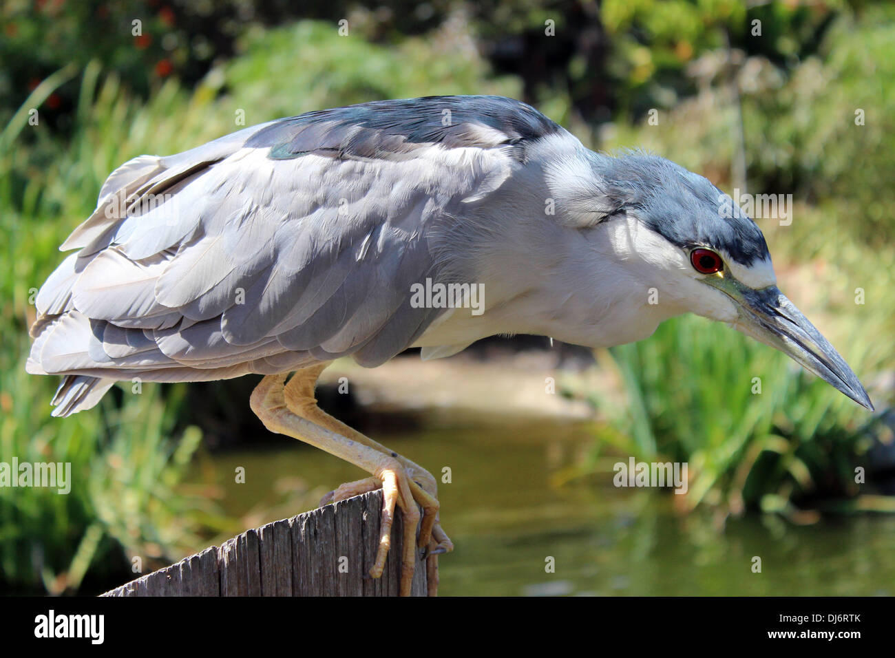 Ein schwarz-gekrönter Nacht-Reiher konzentriert sich auf einen Fisch fangen. Stockfoto