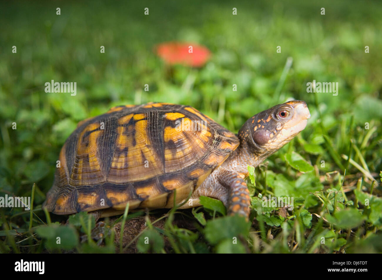 Eastern Box Turtle Stockfoto