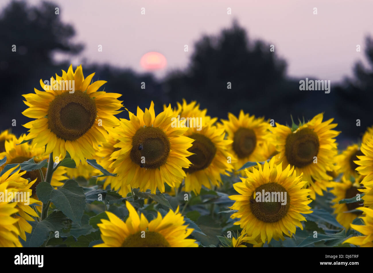 Feld von Sonnenblumen bei Sonnenuntergang in Starlight, Indiana Stockfoto
