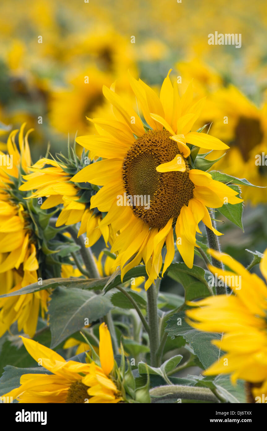 Feld von Sonnenblumen auf Bauernhof in Starlight, Indiana Stockfoto