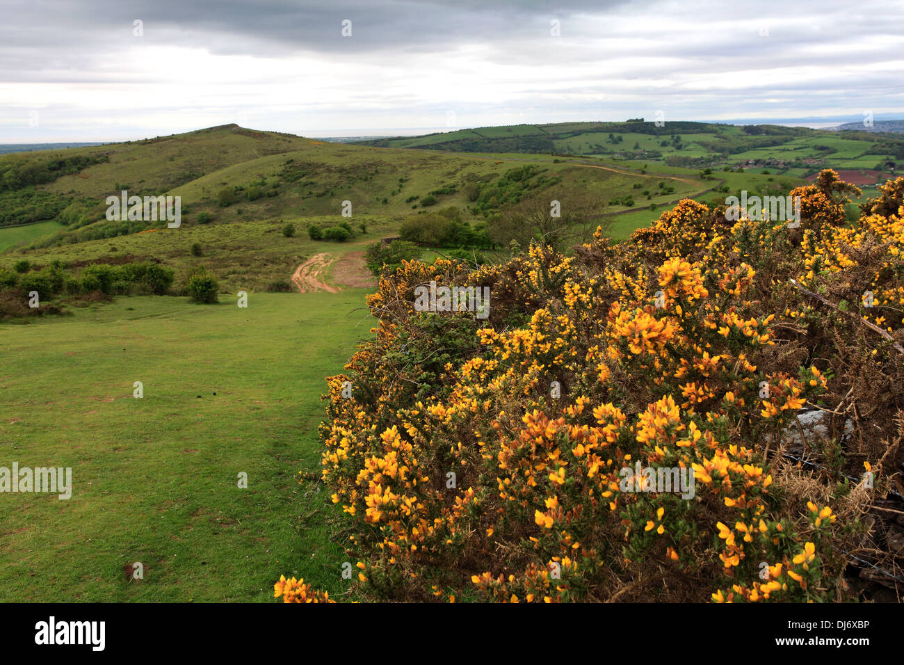 Sommer, schwankend, Somerset Levels, Mendip Hügel, Somerset County, England, UK Stockfoto