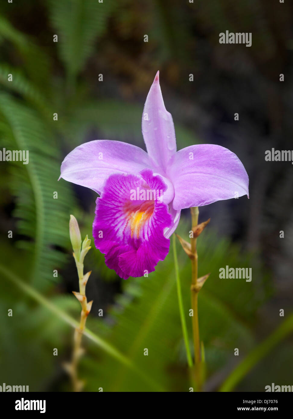 Die Bambus-Orchidee (Arundina Graminifolia; Sy Arundina Bambusifolia Lindl., Arundina Speciosa Blume, Bletia Graminifolia D.Don) Stockfoto