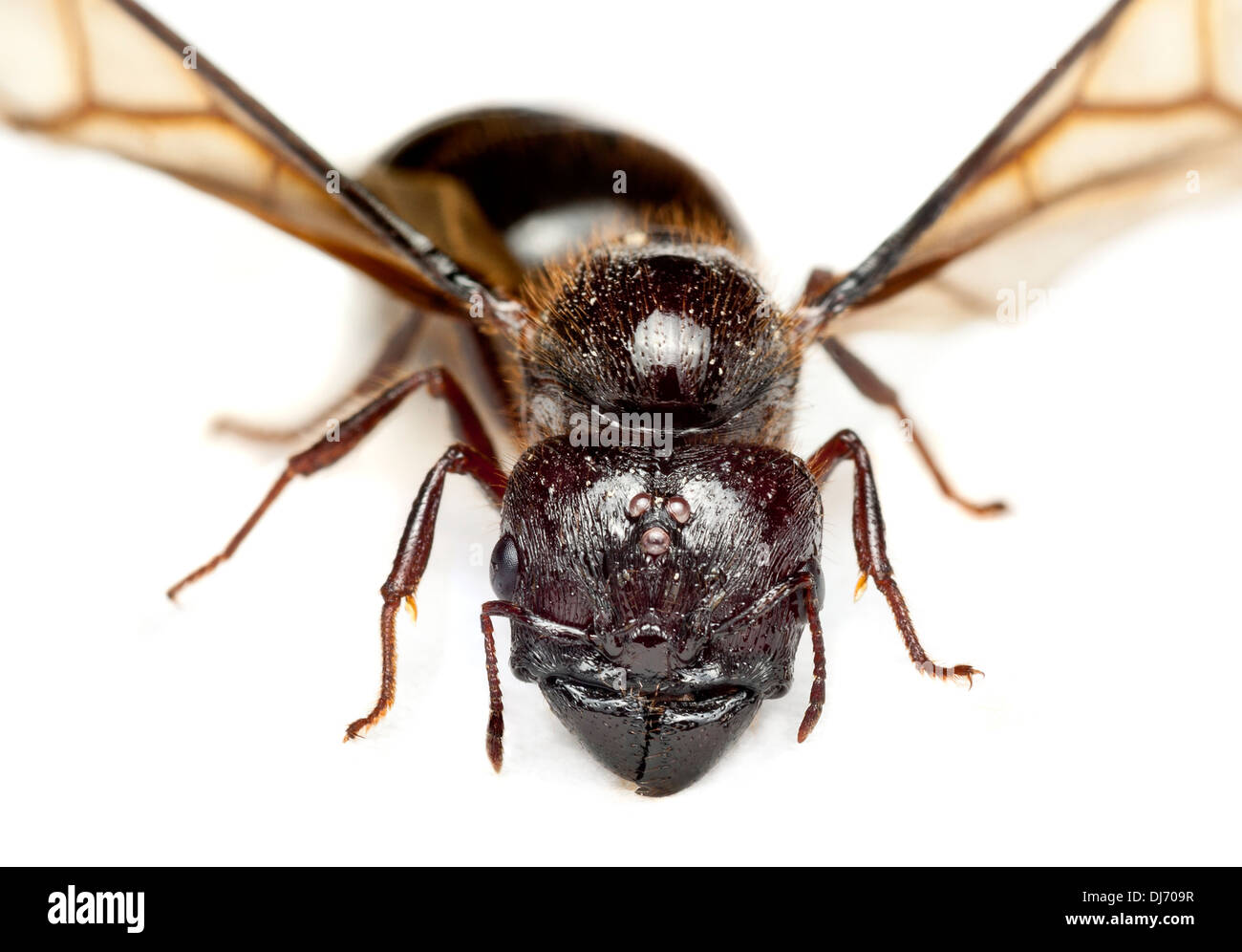 Eine große Königin, fliegende Ameise, Malaysia, Kopf und Kiefer Detail. Gattung Pheidole. Diese sind bekannt als große Leitung Ameisen Stockfoto