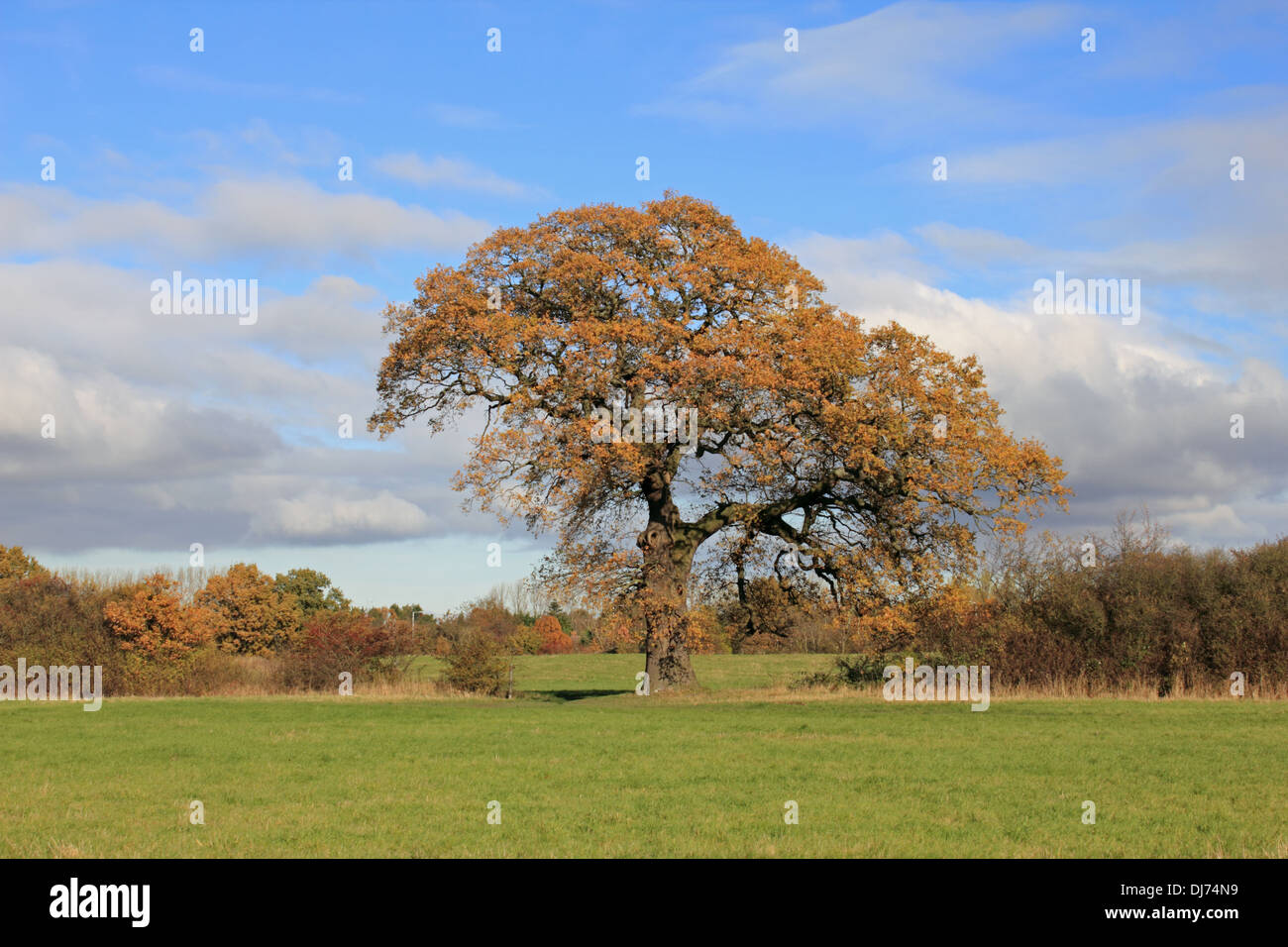 Herbst Eichen auf Grüngürtel landen am Tolworth Surrey England UK. Stockfoto