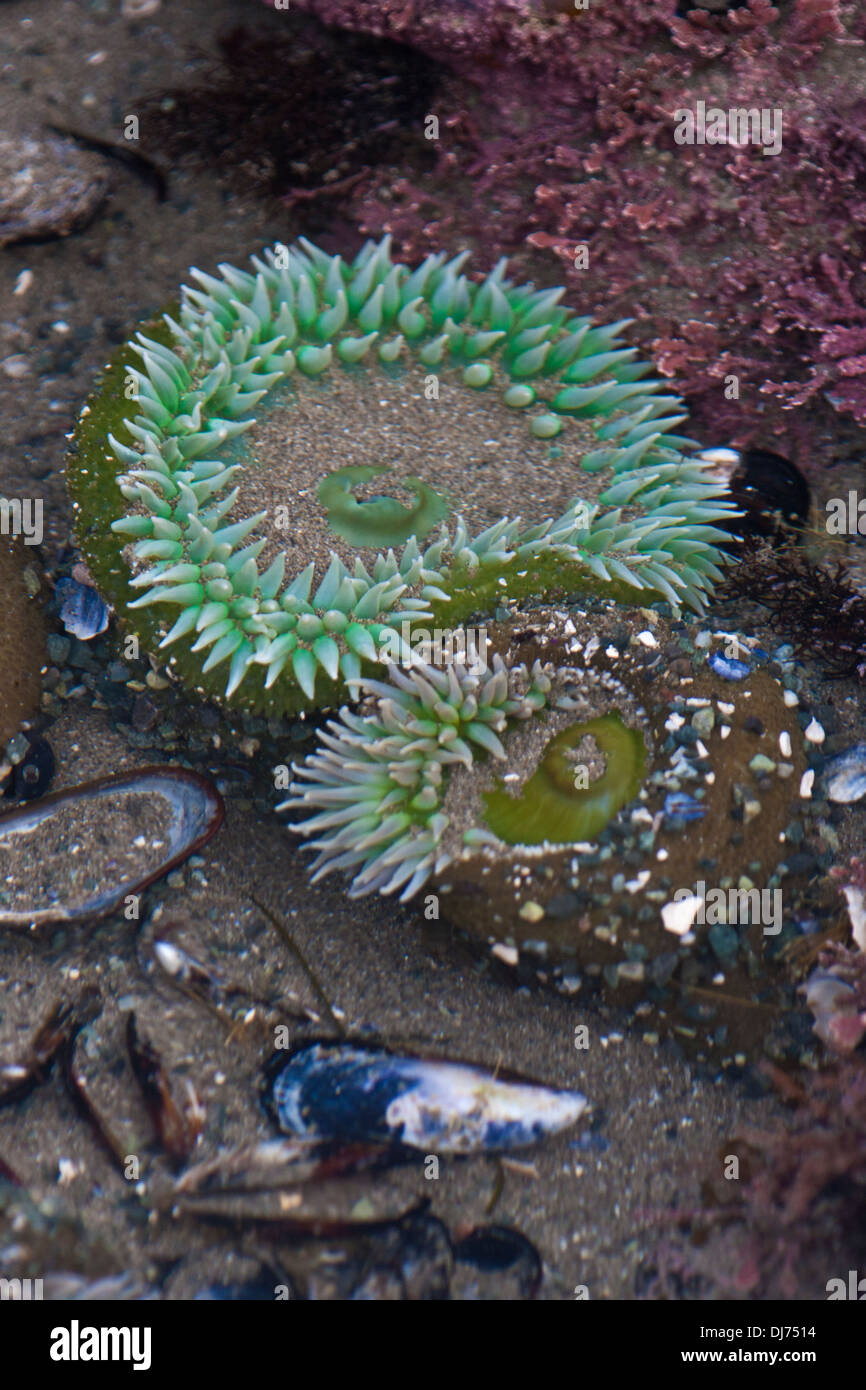 Seeanemonen in einer Ursuppe an Stelle der Bögen auf Shi Shi Beach, Olympic Nationalpark, Washington. Stockfoto