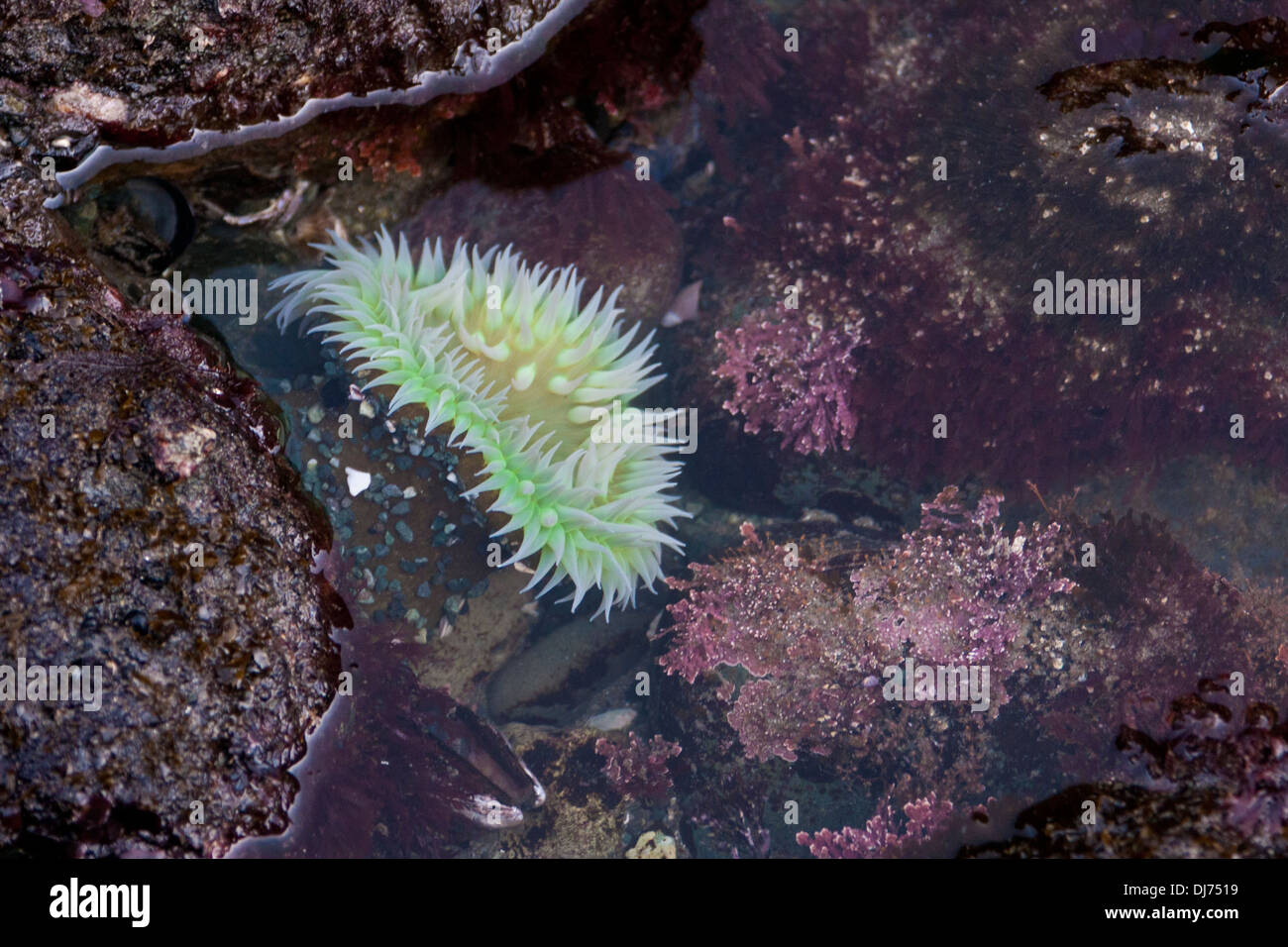 Eine Seeanemone in einer Ursuppe an Stelle der Bögen auf Shi Shi Beach, Olympic Nationalpark, Washington. Stockfoto