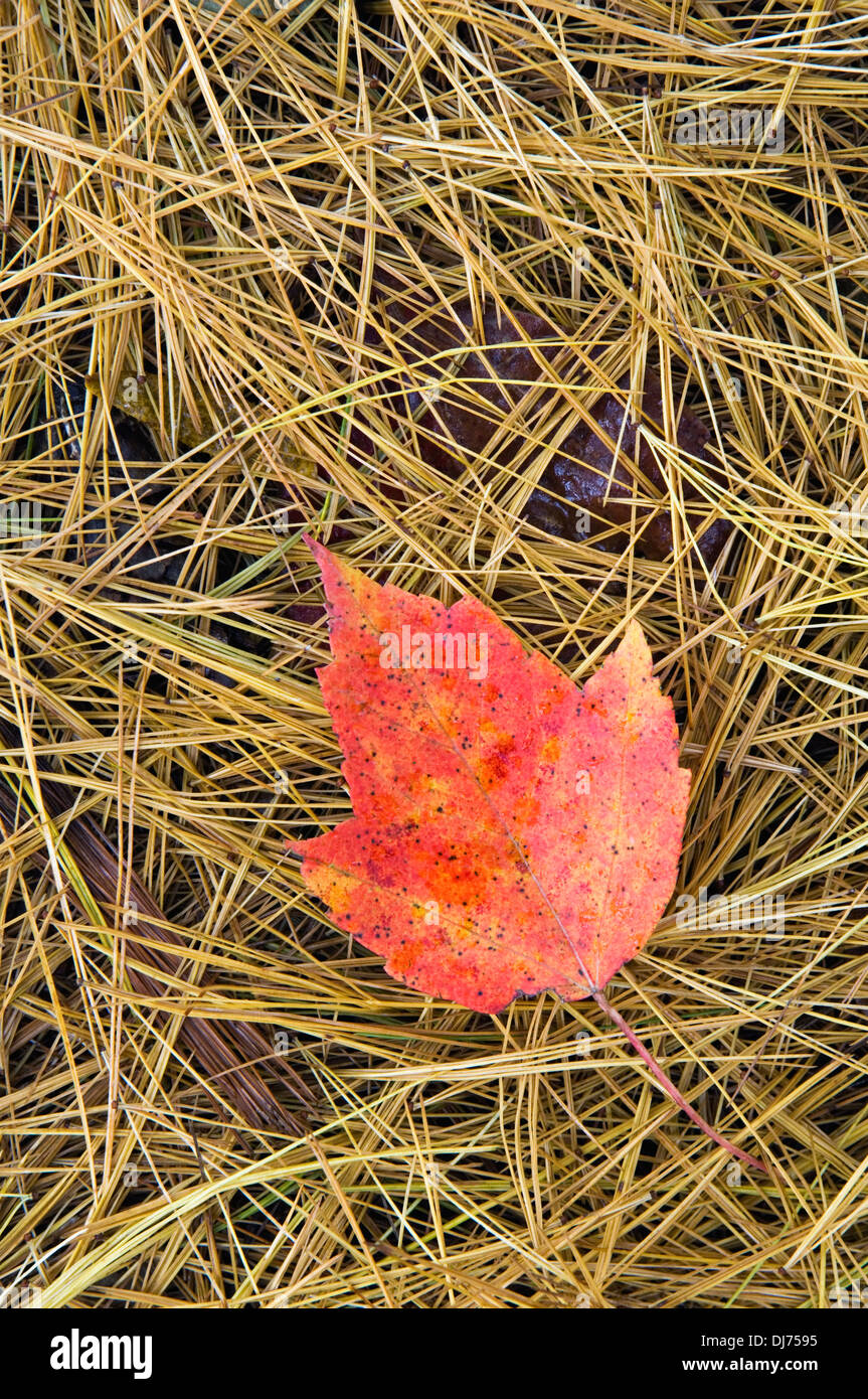 Gefallenen Red Maple Leaf und Tannennadeln in Floyd County, Indiana Stockfoto