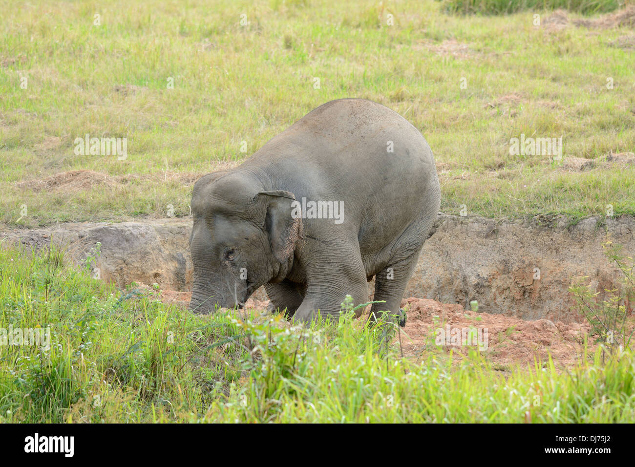 schöne Bull Asiatischer Elefant (Elephas Maximus) im Thai National park Stockfoto