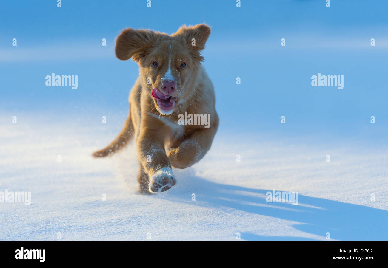 Nova Scotia Duck Tolling Retriever Welpe läuft auf Kamera im Schnee Stockfoto