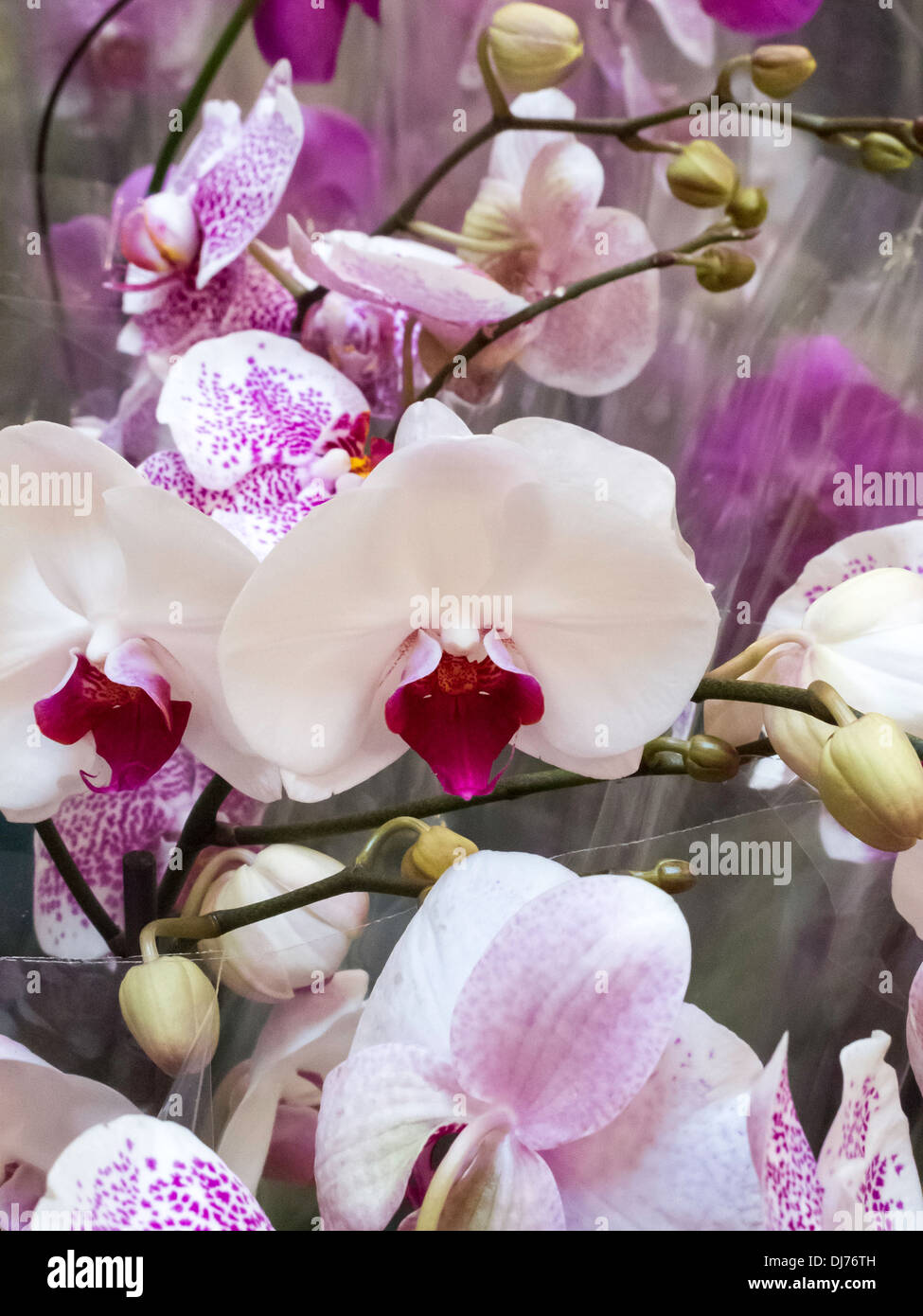 Home Depot Shop Garten Center Display, NYC Stockfoto