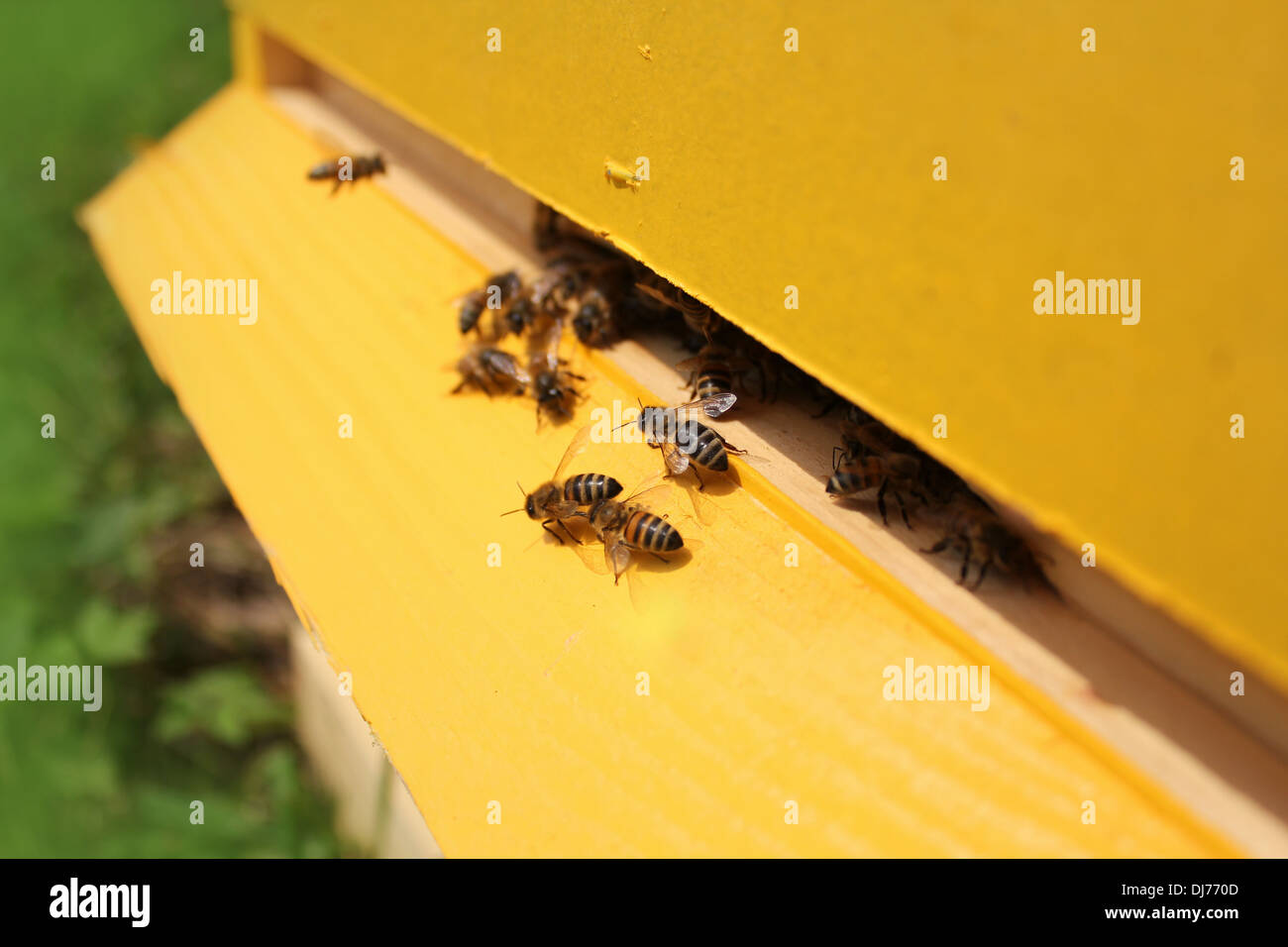 Bienen fliegen um ihren Bienenstock Stockfoto