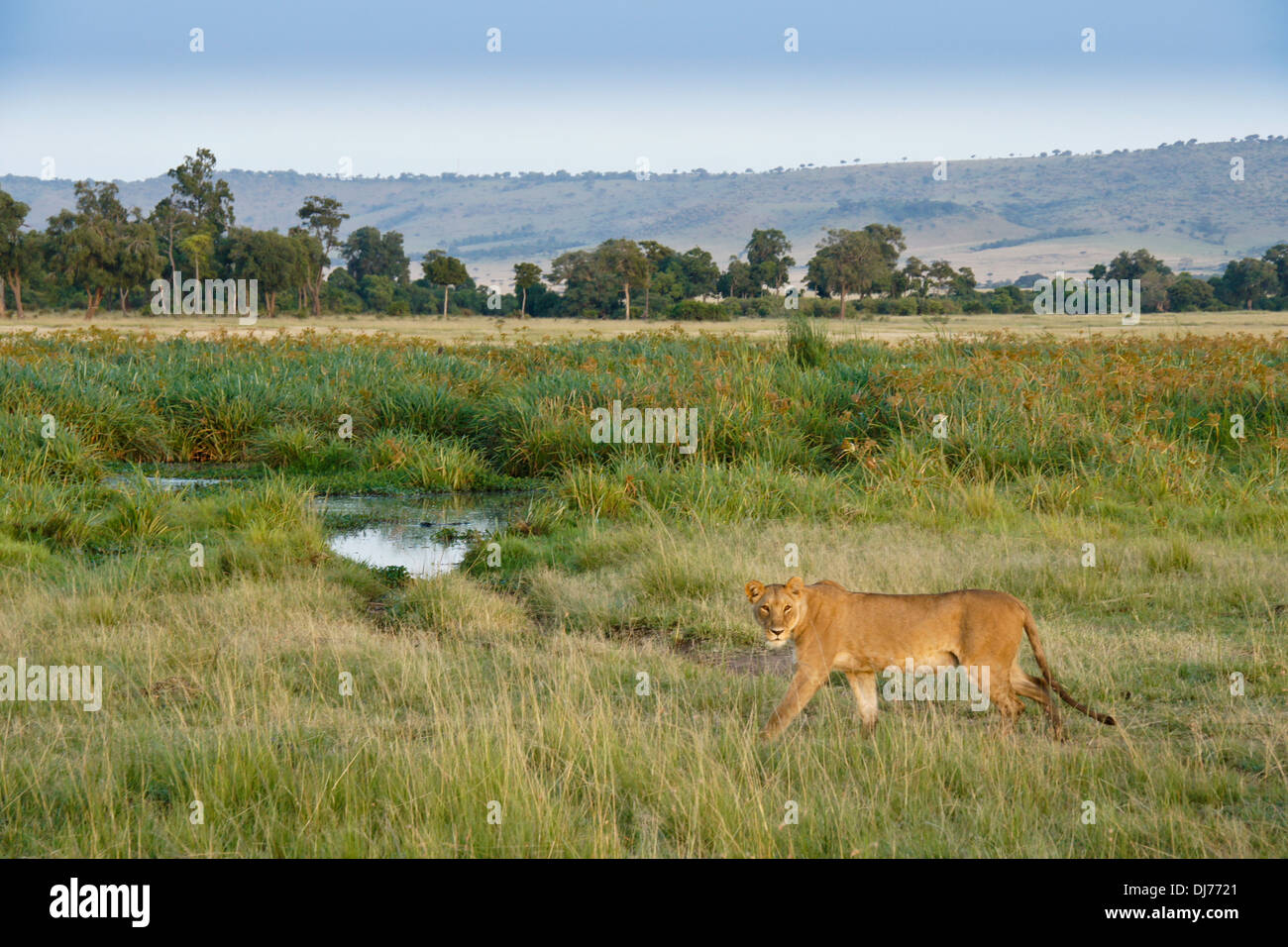 Weibliche Löwen gehen in Musiara Marsh, Masai Mara, Kenia Stockfoto