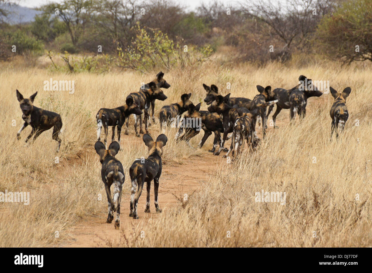 Packen von wilden Hunden (Cape Jagdhunde, malte Hunde), Samburu, Kenia Stockfoto