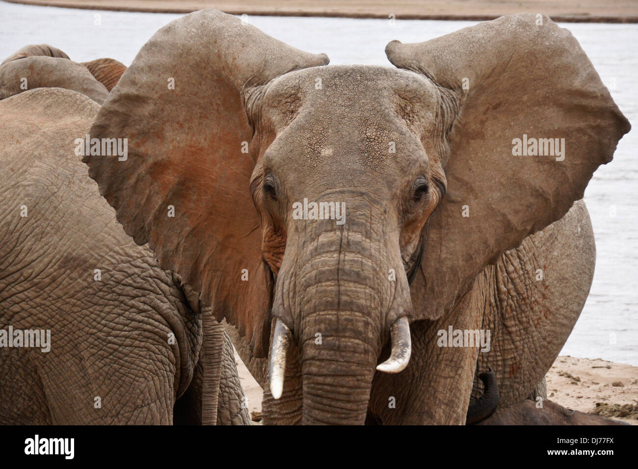 Elefantendame am Ewaso Nyiro River, Samburu, Kenia Stockfoto