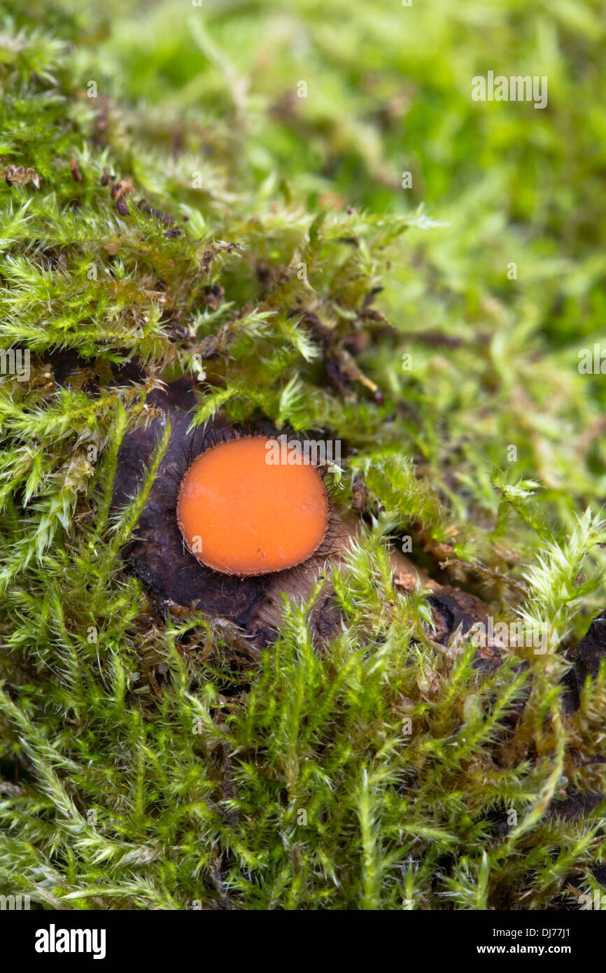 Wimpern-Pilz; Scutellinia Scutellata; Cornwall; UK Stockfoto