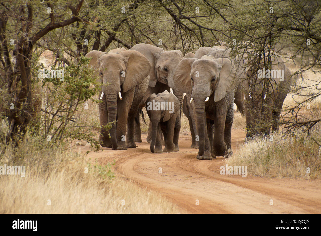 Herde von Elefanten Wandern in Straße, Samburu, Kenia Stockfoto