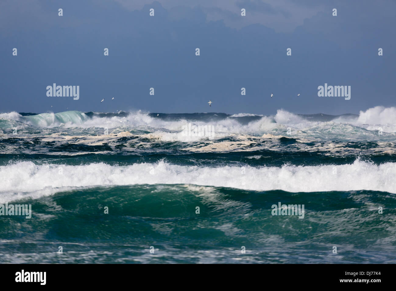 Basstölpel; Morus Bassanus; Fliegen; Cornwall; UK Stockfoto