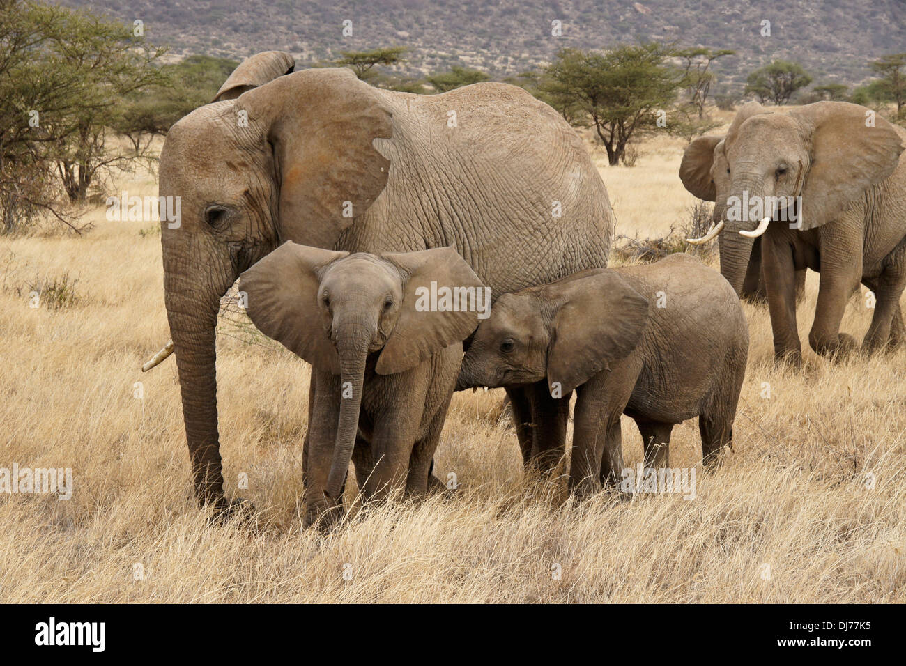 Afrikanische Elefanten mit jungen, Samburu, Kenia Stockfoto