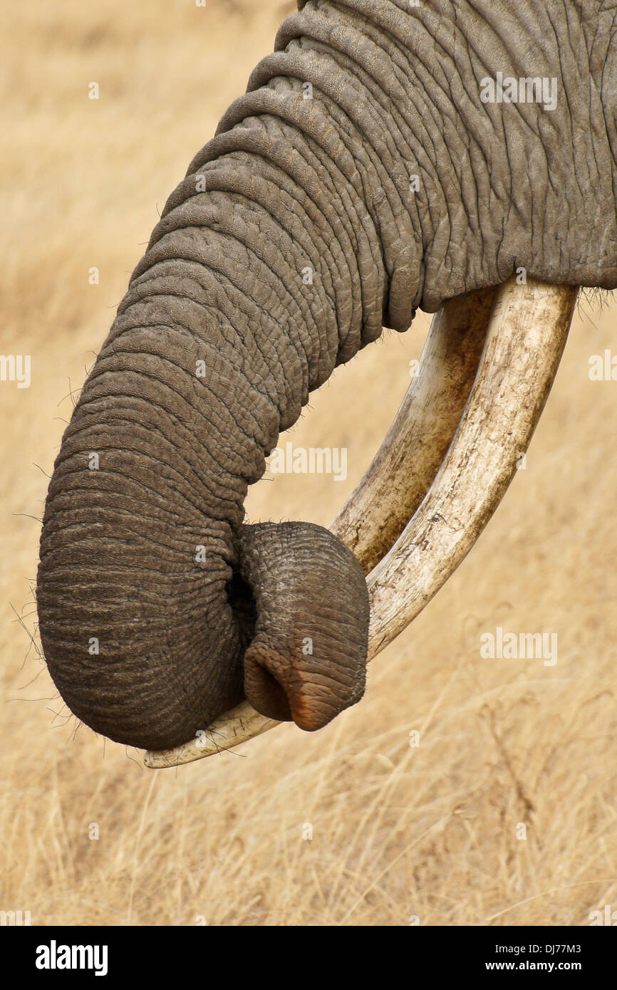 Rüssel und Stoßzähne des afrikanischen Elefanten, Kenia Stockfoto