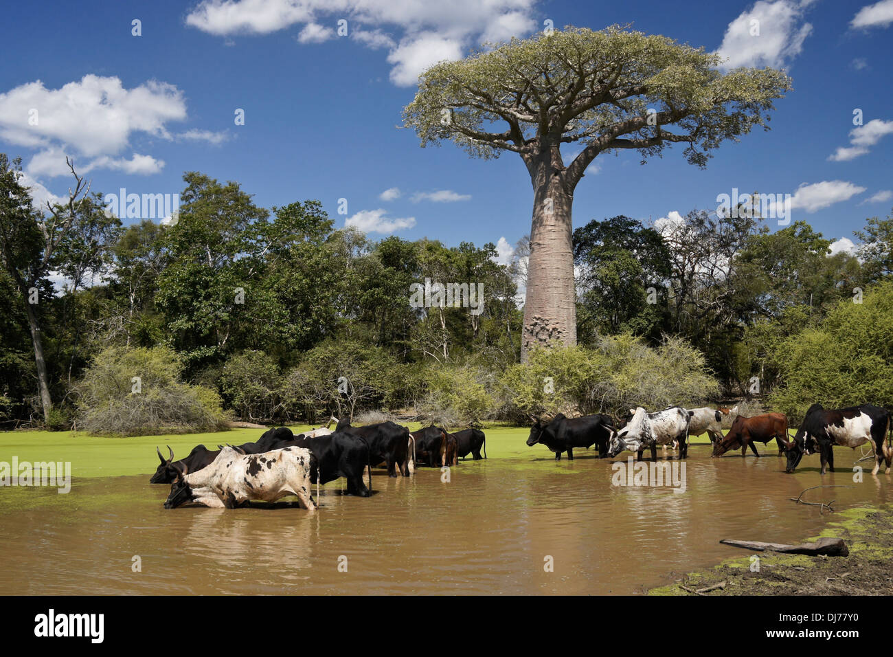 Zebu trinken am Wasserloch mit Baobab-Baum, Morondava, Madagaskar Stockfoto