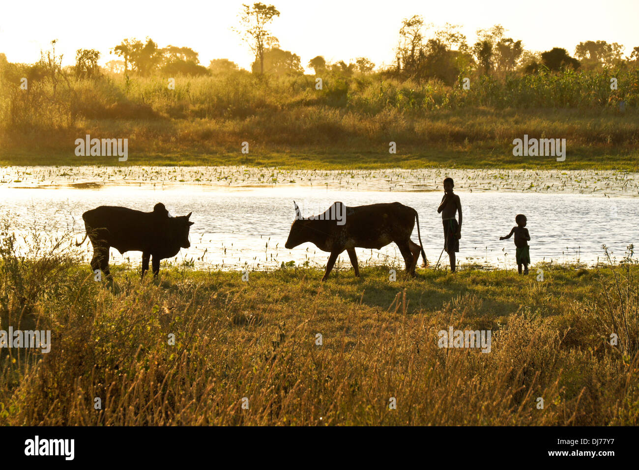 Madagassische Kinder Bewässerung Zebu, Morondava, Madagaskar Stockfoto