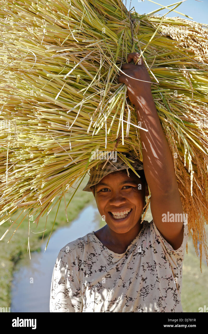 Frau, die geernteten Reis, Madagaskar Stockfoto
