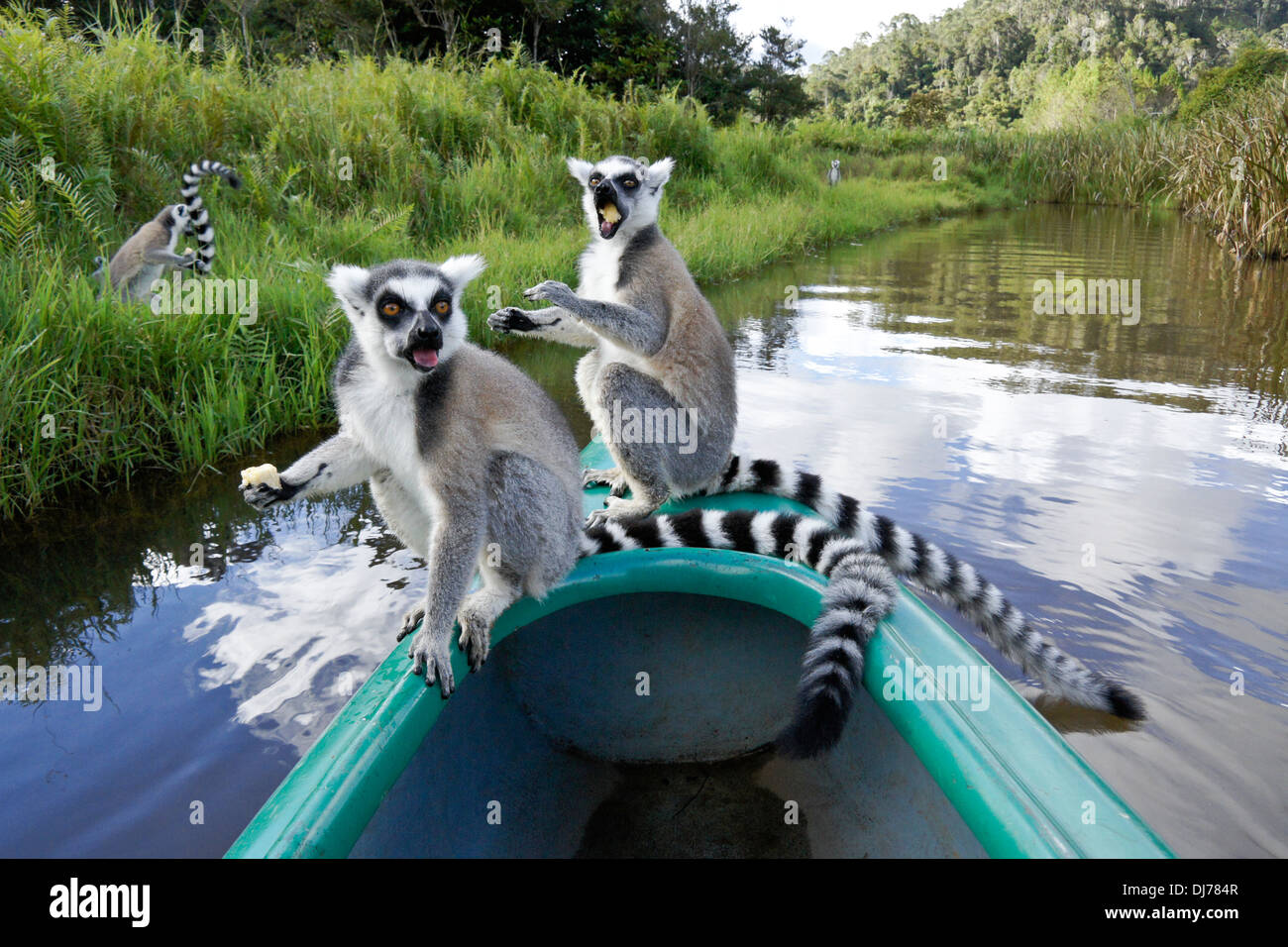 Kattas Bananen essen, am Bogen des Kanu, Lemuren-Insel, Vakona Forest Lodge, Andasibe (Perinet), Madagaskar Stockfoto