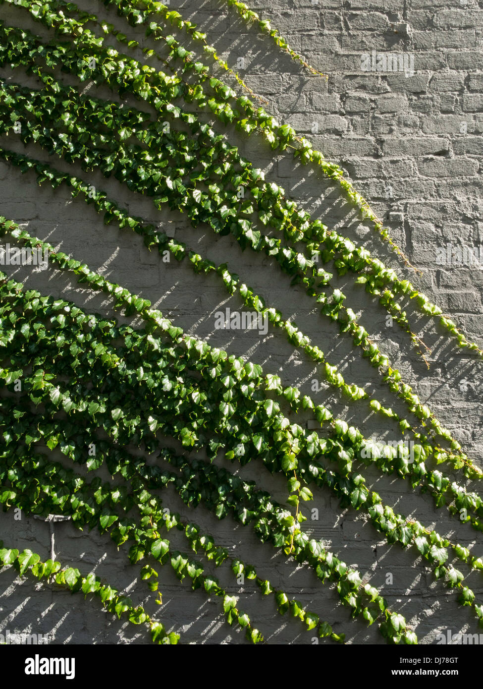 Efeu an der Mauer Stockfoto