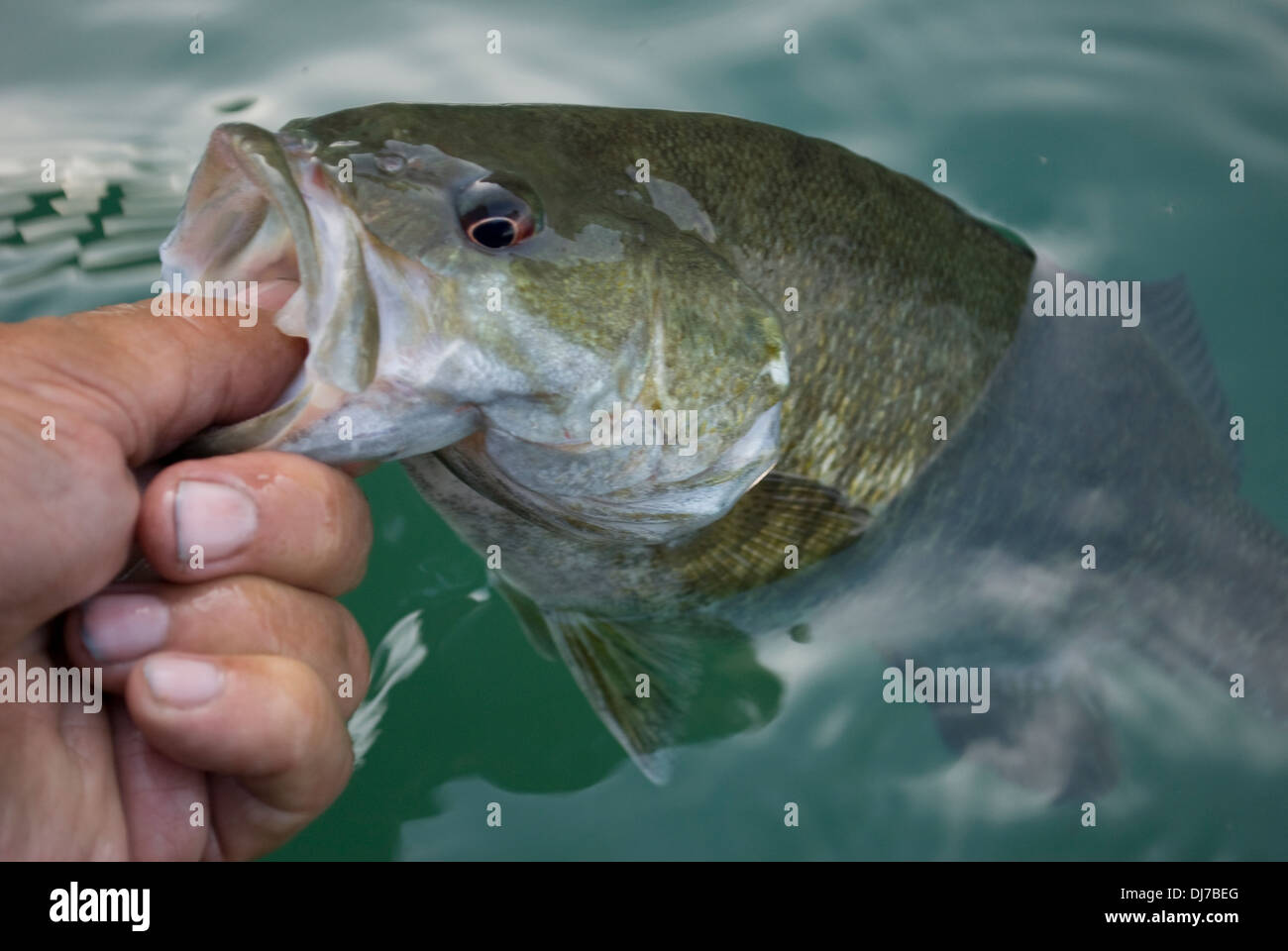 Smallmouth Bass gefangen auf kleinen verbleites Vorrichtungen bei Banken See in der östlichen Washington. Stockfoto