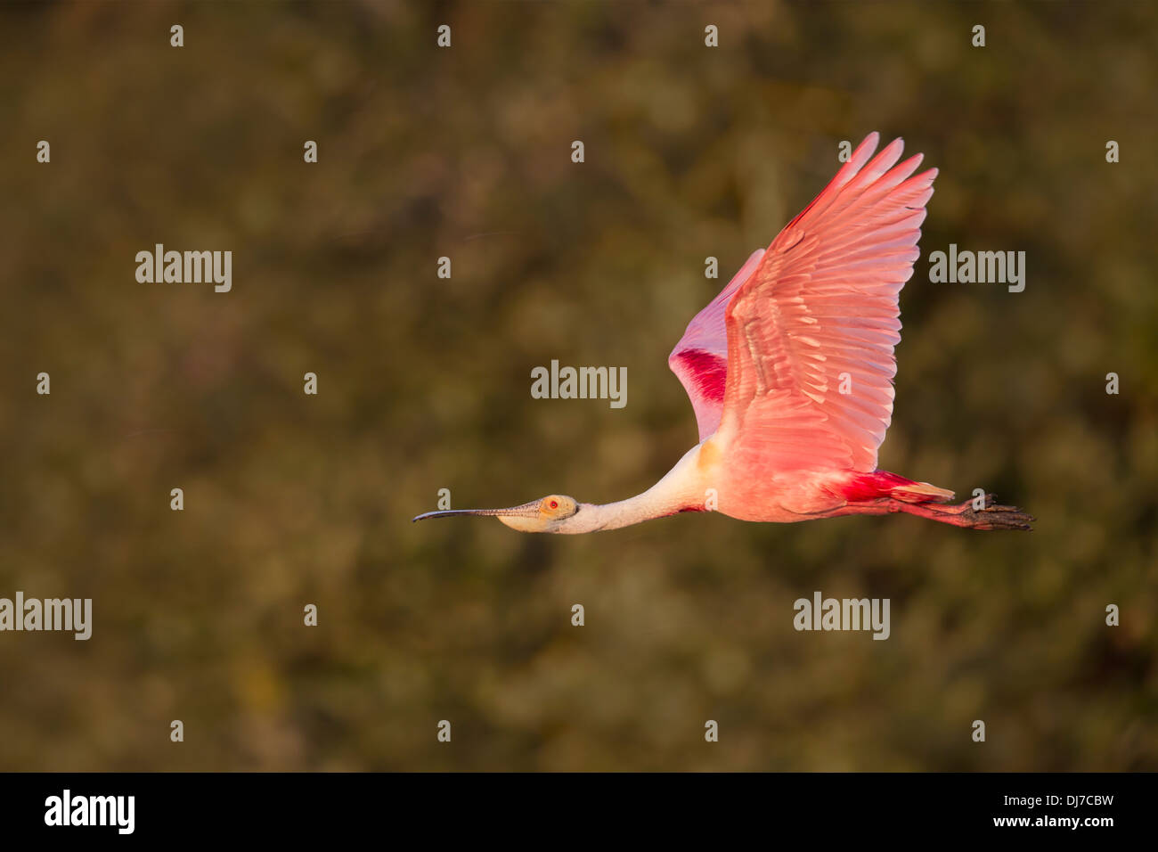 Rosige Löffler (Ajaja Ajaja) während des Fluges mit Zucht Farben - Alafia Banken, Florida Stockfoto