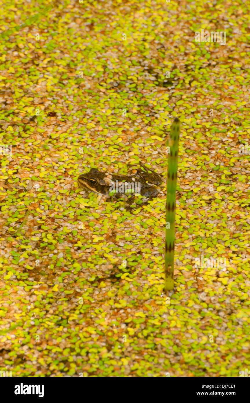 Columbia entdeckt Frosch, Revelstoke National Park, Britisch-Kolumbien, Kanada Stockfoto